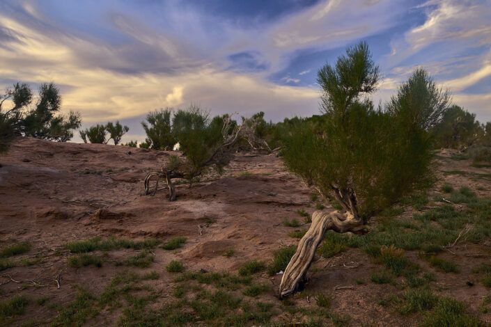 Saxual tree forest - Mongolia