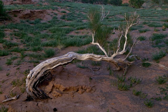 Saxual tree forest - Bayanzag - Mongolia