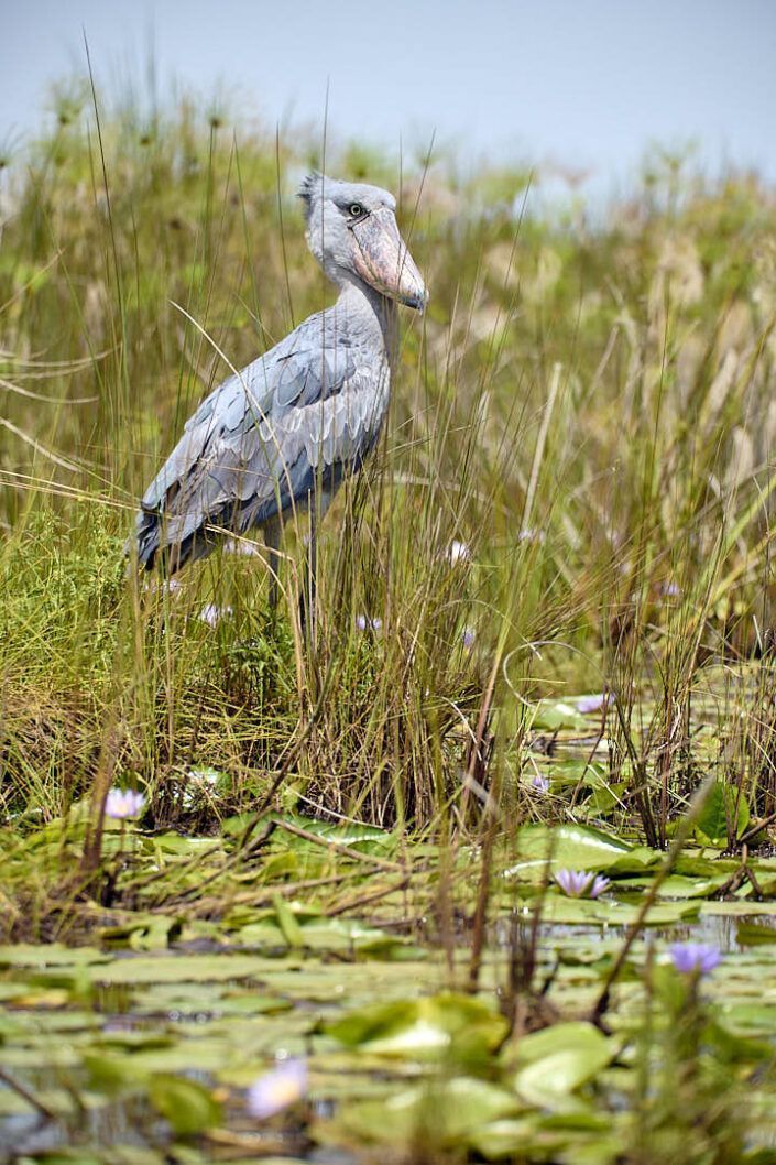 Bec d'esclop (Balaeniceps rex) - Mbamba Island - Uganda