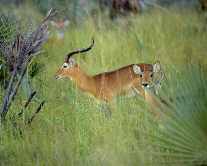 Impala (Aepyceros melampus) - Murchison Falls NP - Uganda
