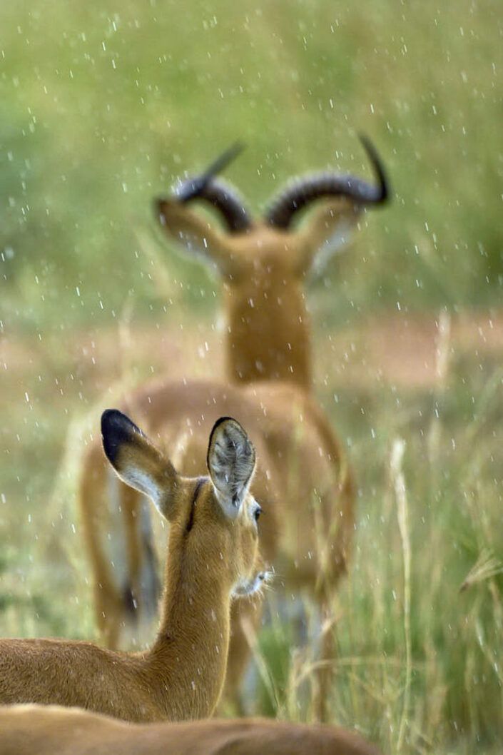 Impala (Aepyceros melampus) - Murchison Falls NP - Uganda