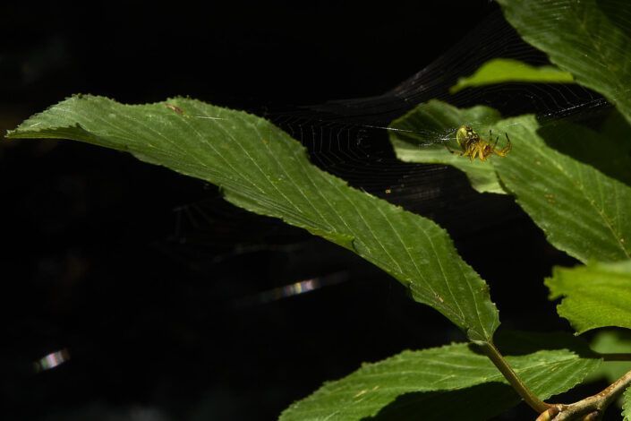 Araña
