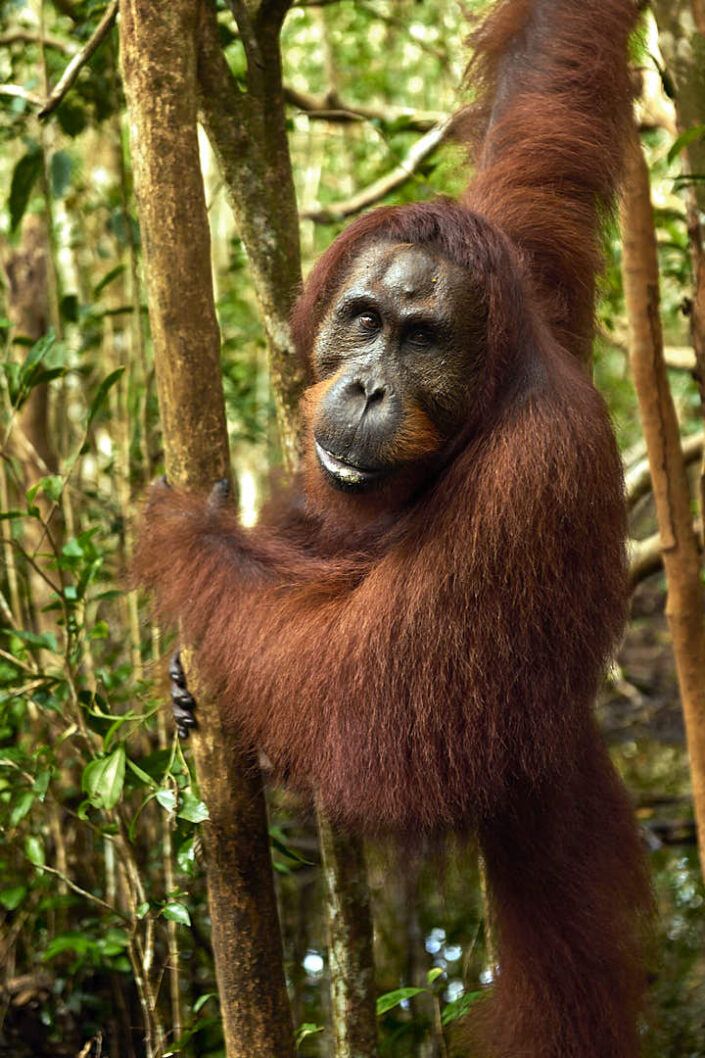 Bornean orangutan (Pongo pygmaeus) - PN Tanjung Puting - Borneo