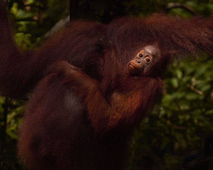 Orangután - Borneo